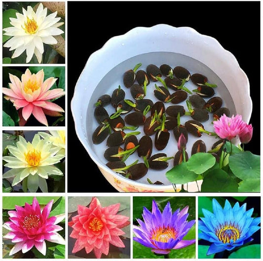 🌸7 Days germination🌸Last Day Sale - 49% OFF💐The Sacred Bonsai Bowl Lotus Flower